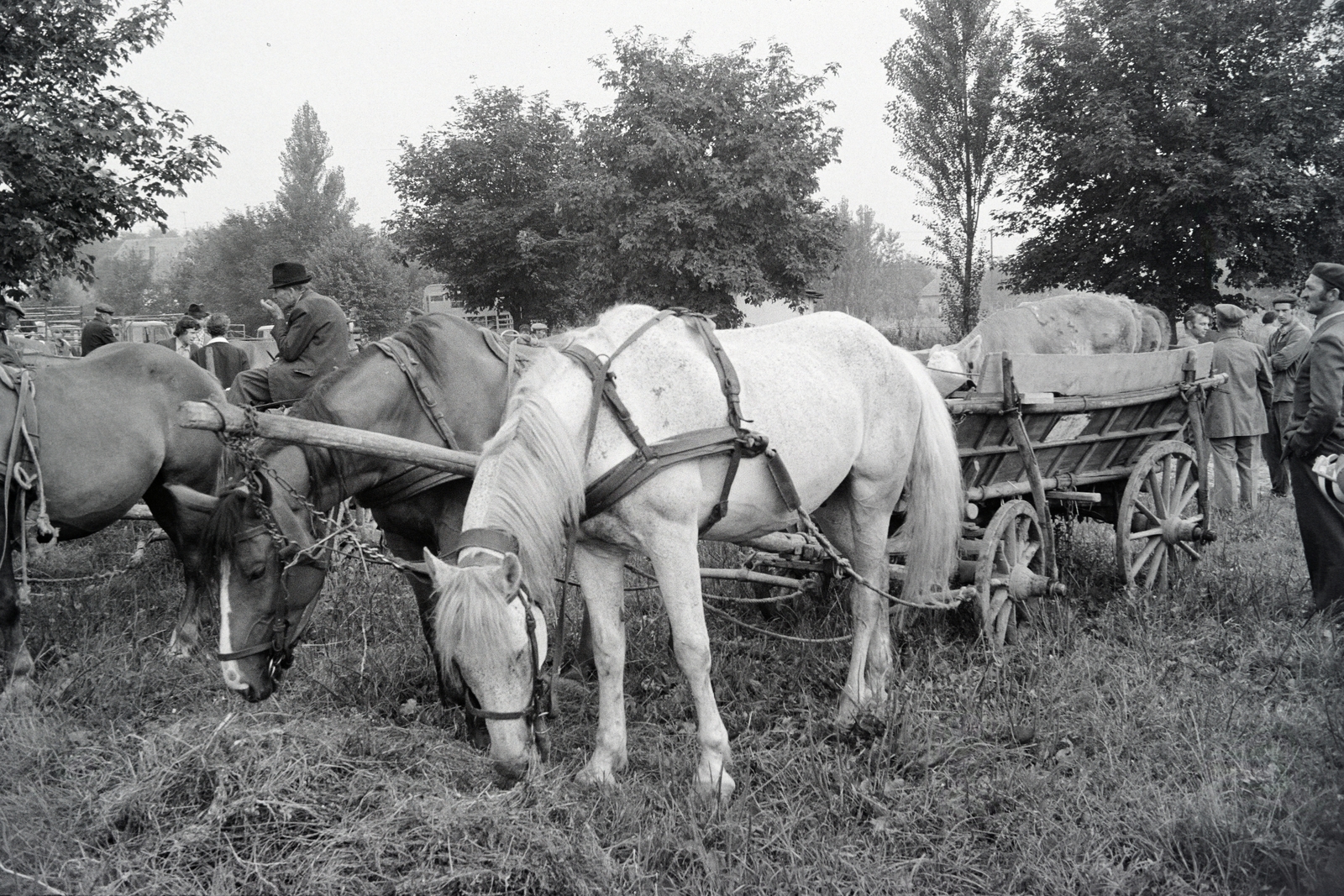 Magyarország, Zalaegerszeg, a Vásár tér marhavásár alkalmával., 1977, Jakab Antal, szekér, Fortepan #210723