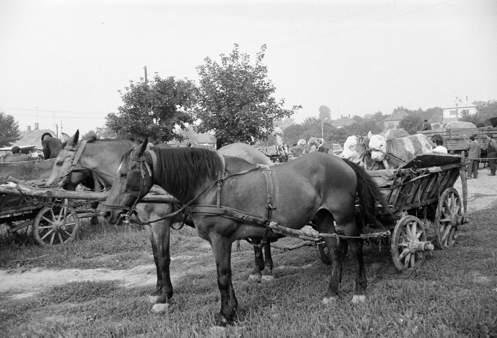 Hungary, Zalaegerszeg, a Vásár tér marhavásár alkalmával., 1977, Jakab Antal, chariot, Fortepan #210726