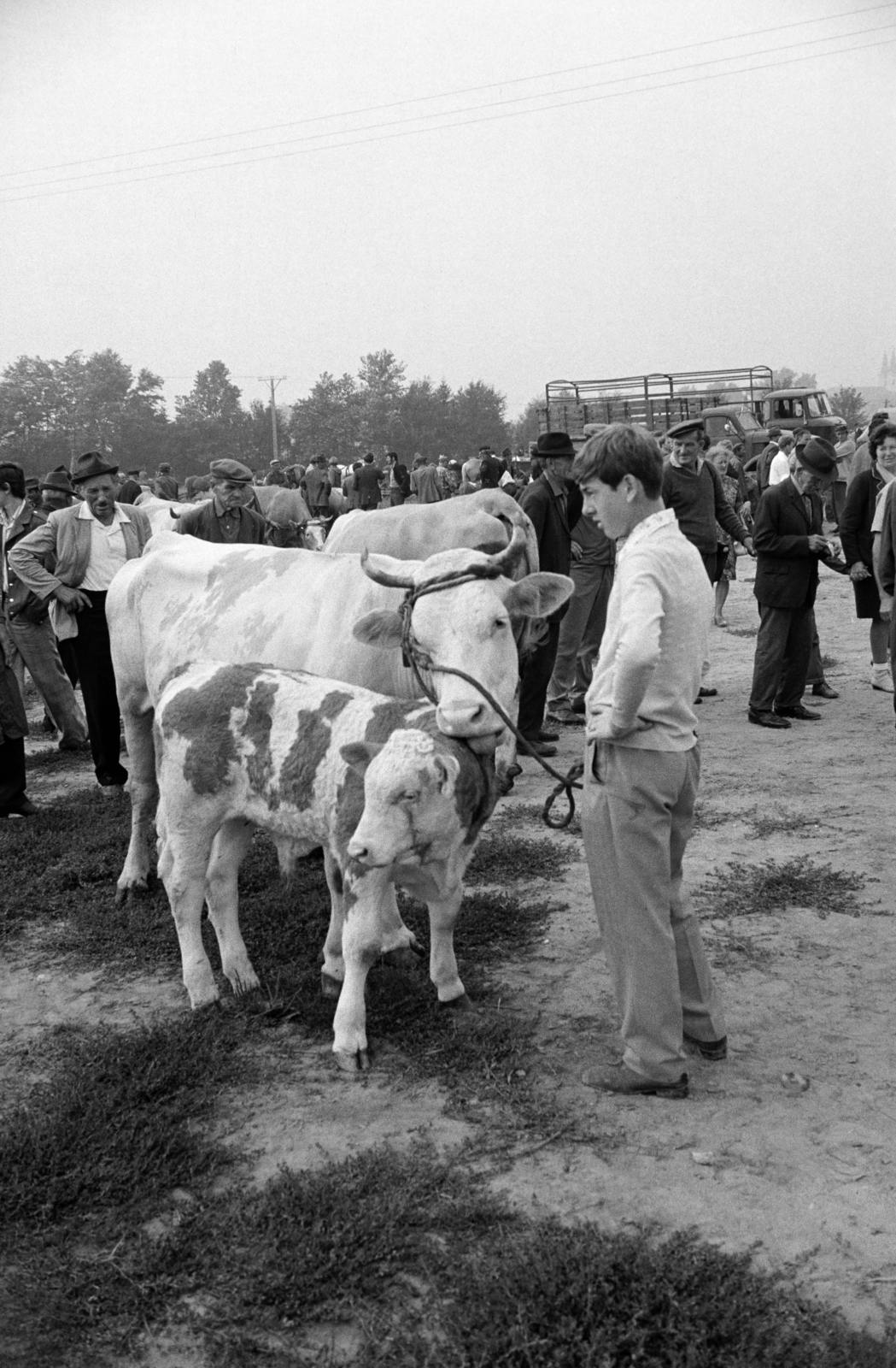 Hungary, Zalaegerszeg, a Vásár tér marhavásár alkalmával., 1977, Jakab Antal, cattle, Fortepan #210729