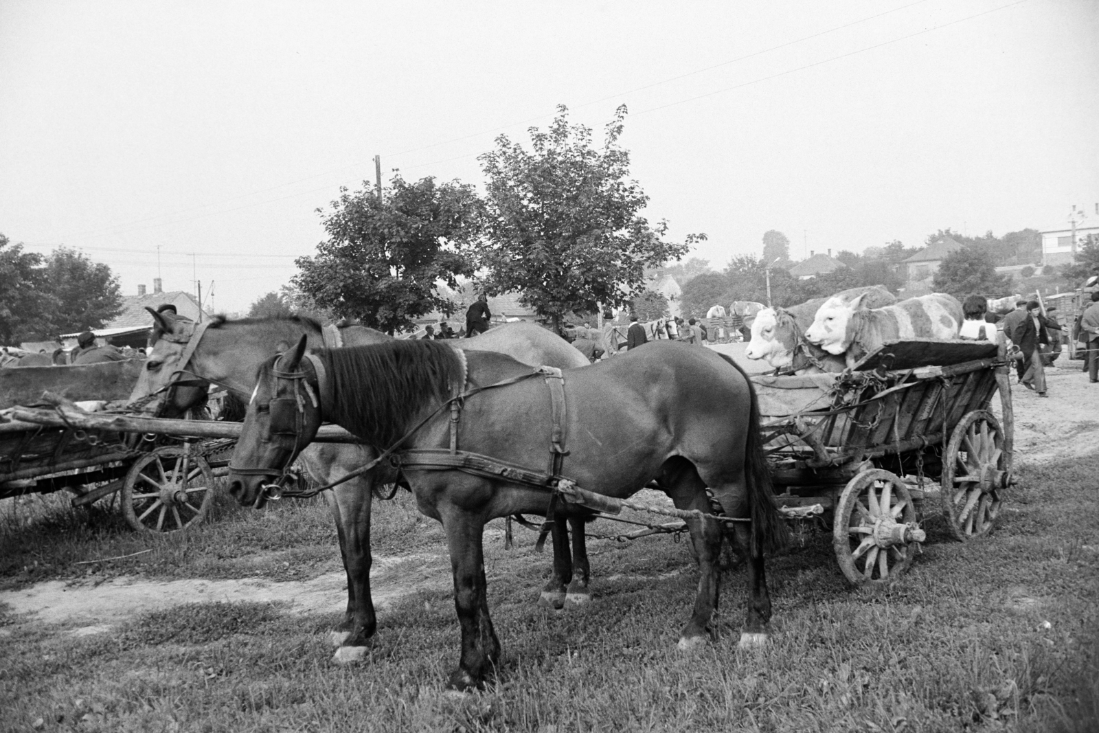Hungary, Zalaegerszeg, a Vásár tér marhavásár alkalmával., 1977, Jakab Antal, chariot, Fortepan #210730