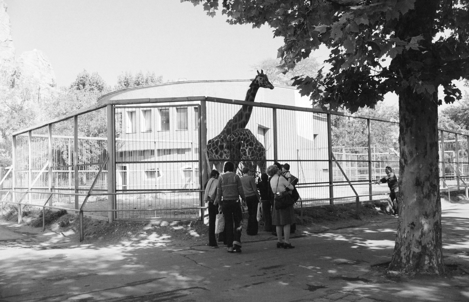 Magyarország, Városliget,Állatkert, Budapest XIV., a II. világháború során lerombolt, de az eredeti tervek alapján újra felépült régi Zsiráfház., 1978, Jakab Antal, Budapest, Fortepan #210738
