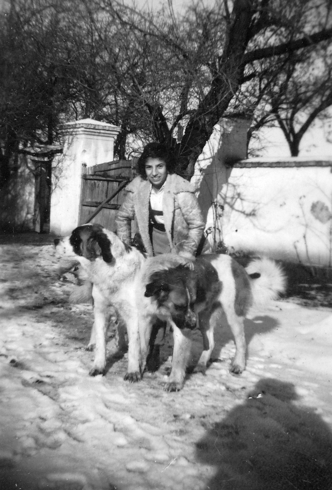 1937, Del Medico Imre, winter, snow, dog, woman, Fortepan #21158