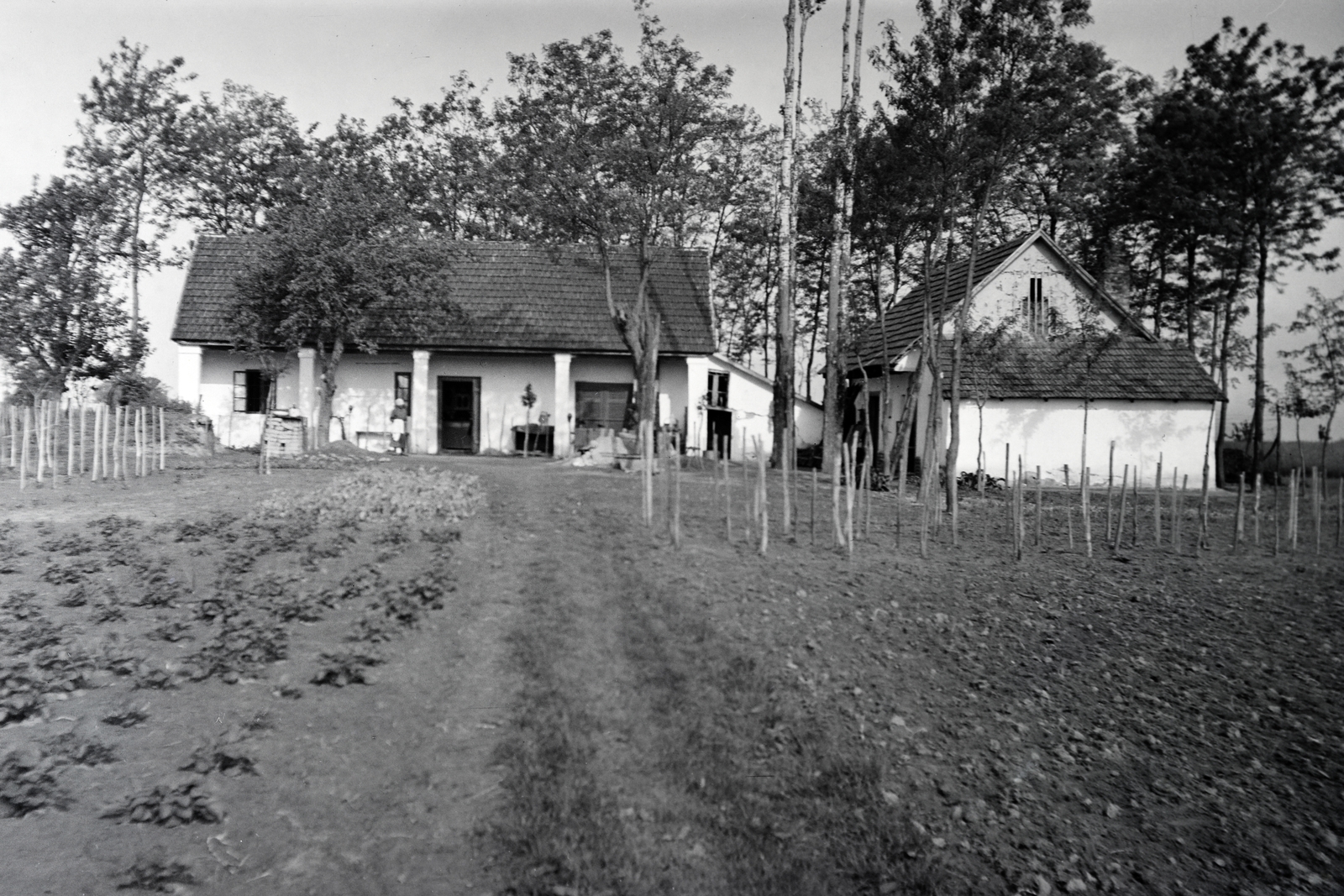 1939, Adelhardt Márta, farm, Fortepan #212347