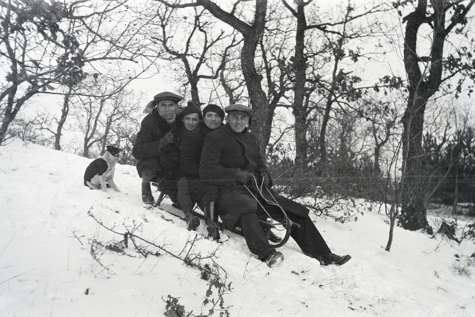 1937, Adelhardt Márta, dog, sledge, Fortepan #212361