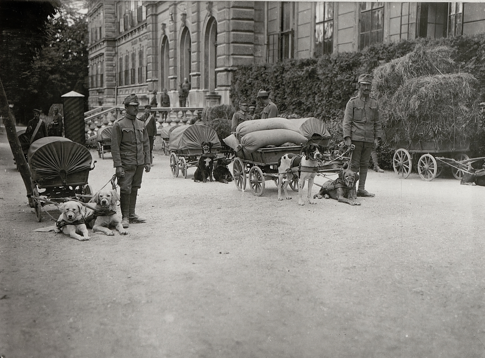 1917, Österreichische Nationalbibliothek, dog, dog cart, Best of, Fortepan #212966
