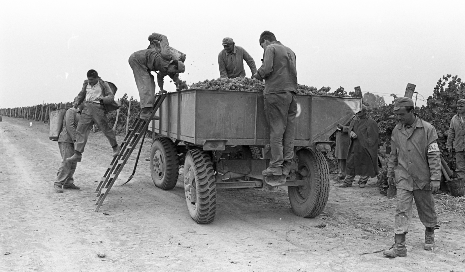 Hungary, Harta, Miklapuszta, Állampusztai Célgazdaság / rabgazdaság., 1986, Urbán Tamás, harvest, trailer, Fortepan #213486