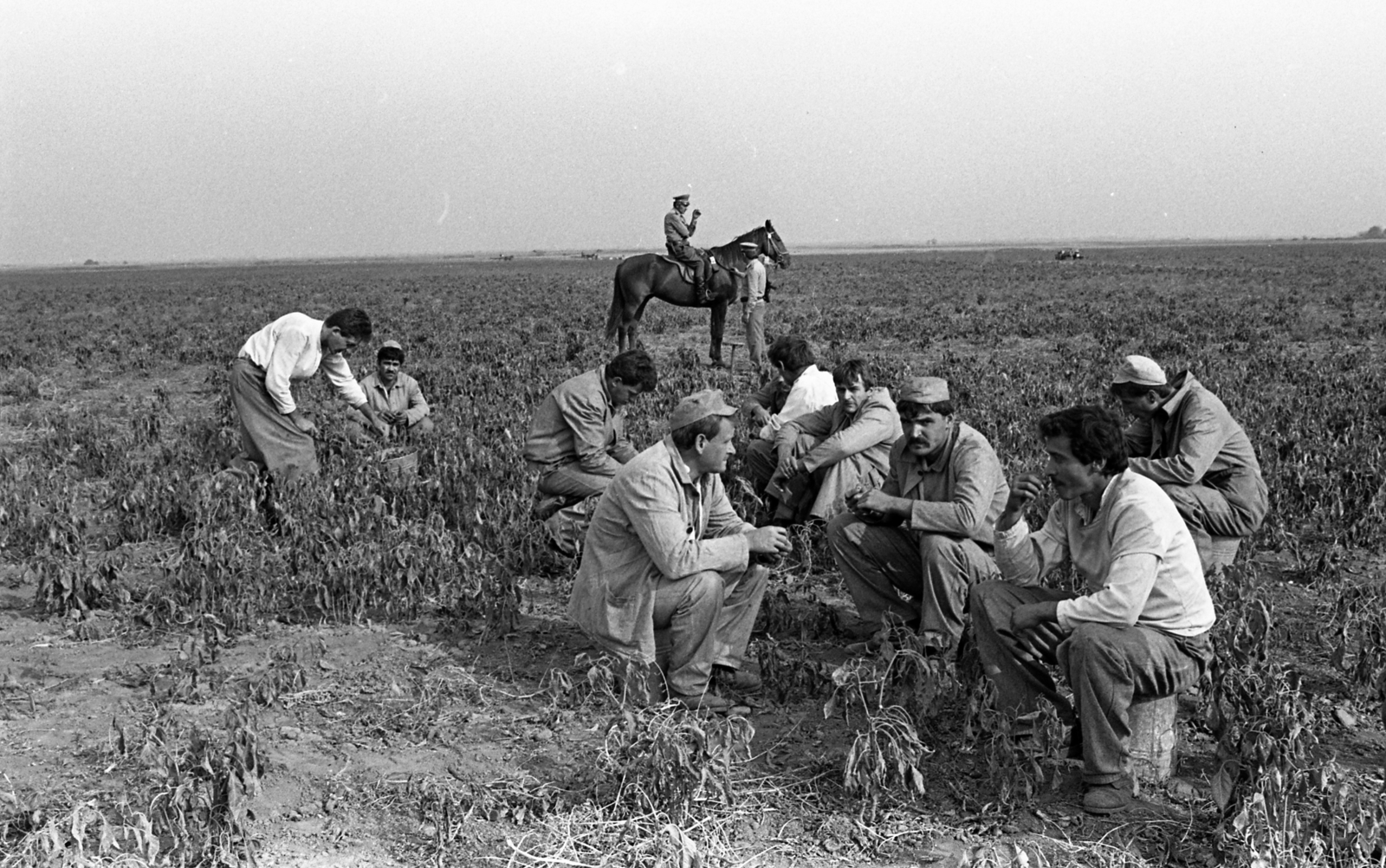 Hungary, Harta, Miklapuszta, Állampusztai Célgazdaság / rabgazdaság., 1986, Urbán Tamás, Fortepan #213491