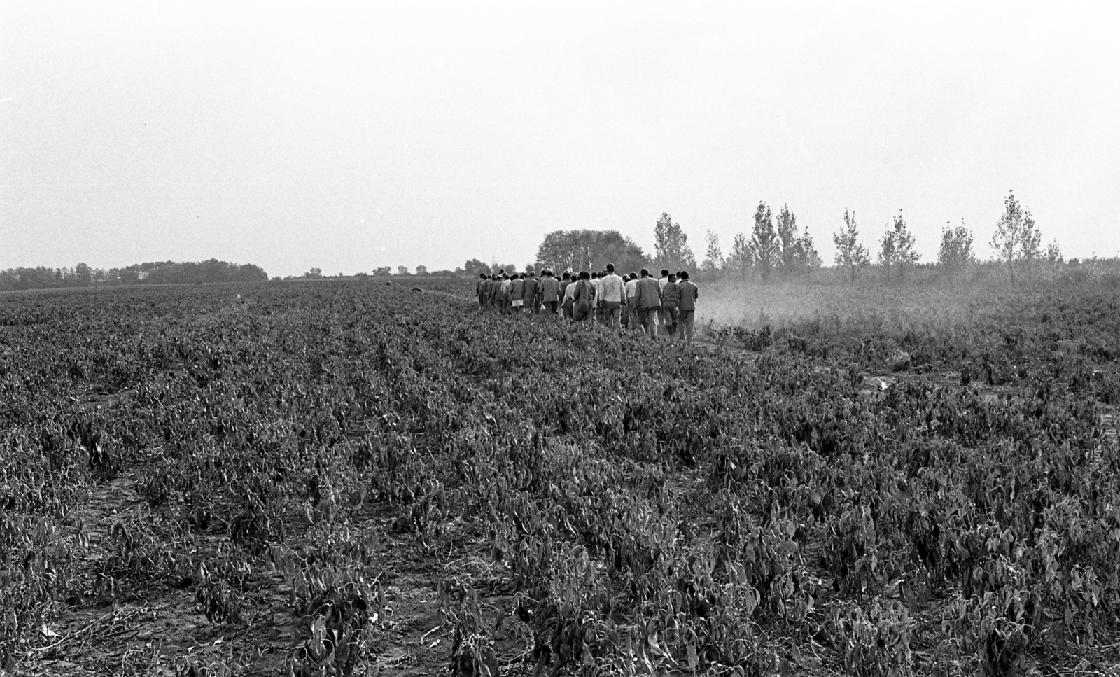 Magyarország, Harta, Miklapuszta, Állampusztai Célgazdaság / rabgazdaság., 1986, Urbán Tamás, Fortepan #213495