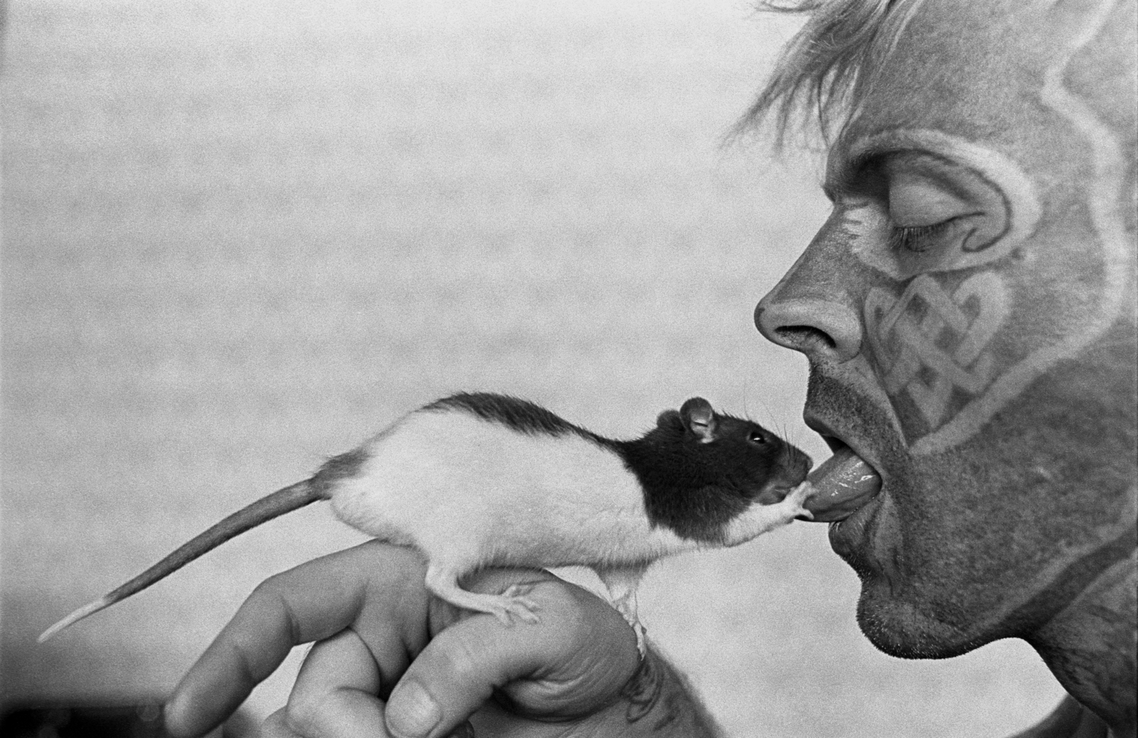 Hungary, Budapest, Urbán Tamás fotóriporter sorozata, mentoráltja Deák Ferenc "Pillangó" mindennapjairól., 1990, Urbán Tamás, tattoo, rat, Fortepan #213767