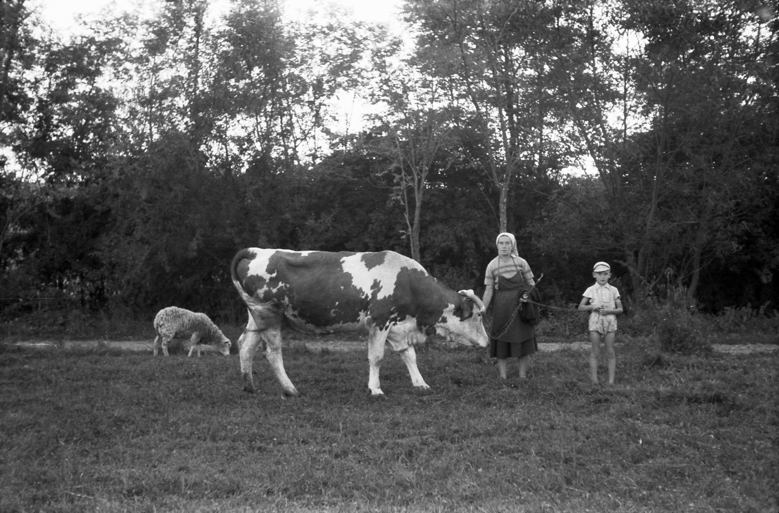 1956, Heinz Bachmann, cattle, sheep, Fortepan #214068