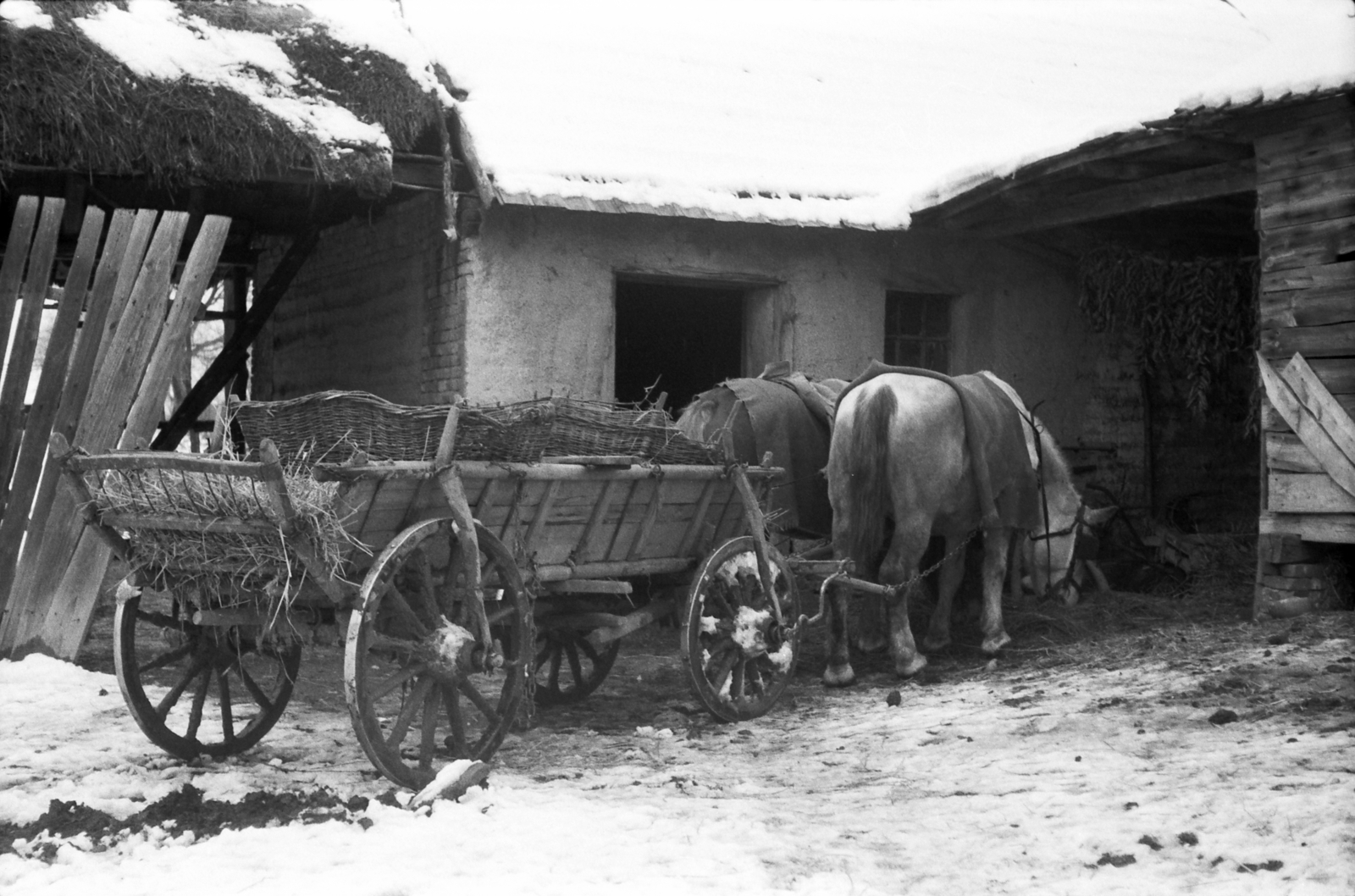 1965, Heinz Bachmann, chariot, Horse-drawn carriage, Fortepan #214084