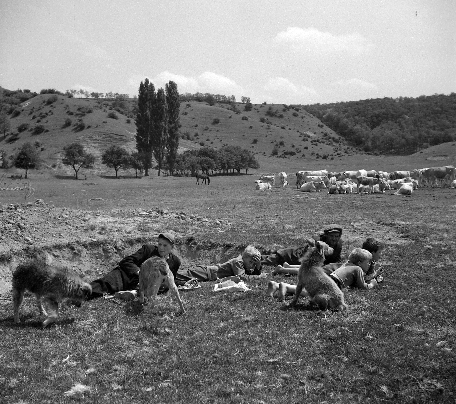 1958, Kotnyek Antal, dog, cattle, Fortepan #21701