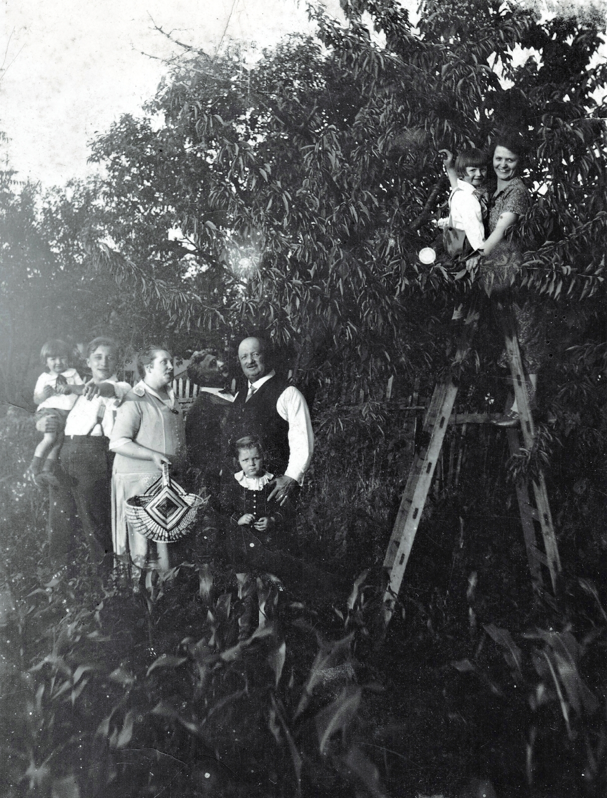 1927, Keresztesi Péter, létra, kosár, gyümölcsszedés, család, Fortepan #217303