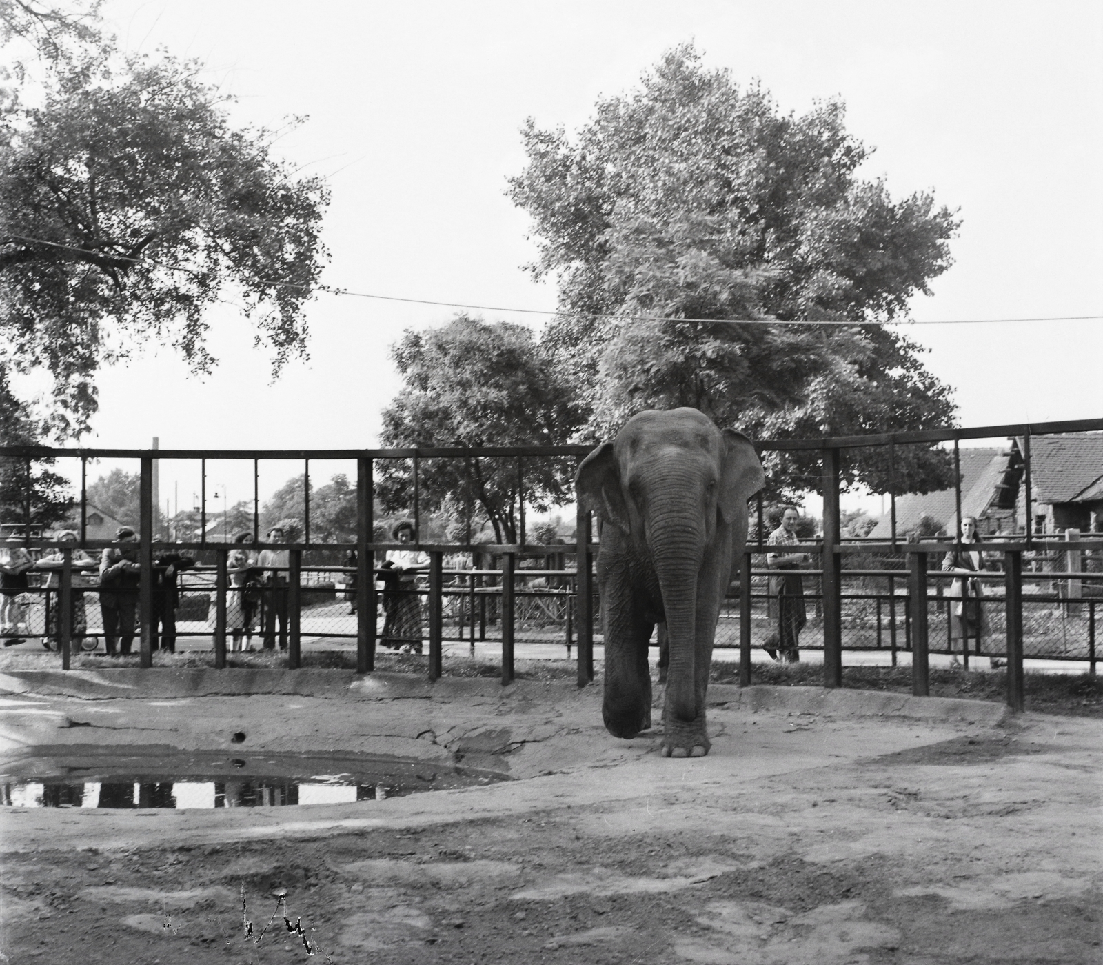Hungary, Zoo, Budapest XIV., 1956, Kotnyek Antal, genre painting, elephant, Budapest, Fortepan #21757