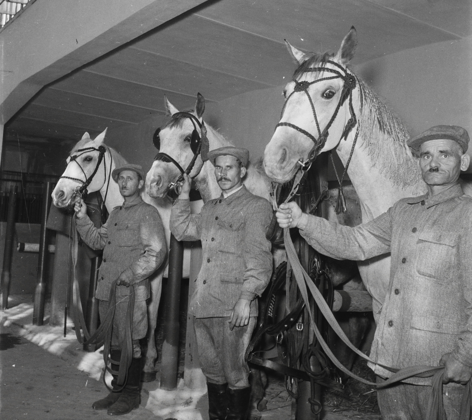 Magyarország, Budapest X., Mezőgazdasági Kiállítás az Albertirsai úti vásár területén., 1954, Kotnyek Antal, Ráth Károly, ló, kiállítás, lovász, lószerszám, Budapest, Fortepan #21767