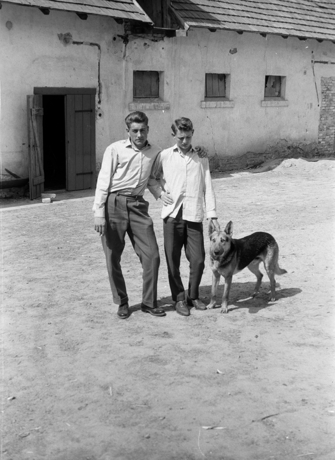 1963, Almássy László, német juhászkutya, Fortepan #217878