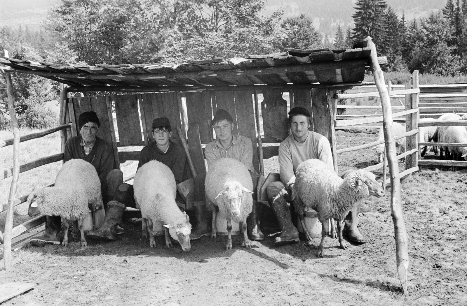 Romania,Transylvania, Suseni, a település feletti legelőn elkerített hely a juhok pihentetésére és fejésére (esztena)., 1974, Kovács Annamária, vernacular architecture, milking, lamb, Fortepan #218056