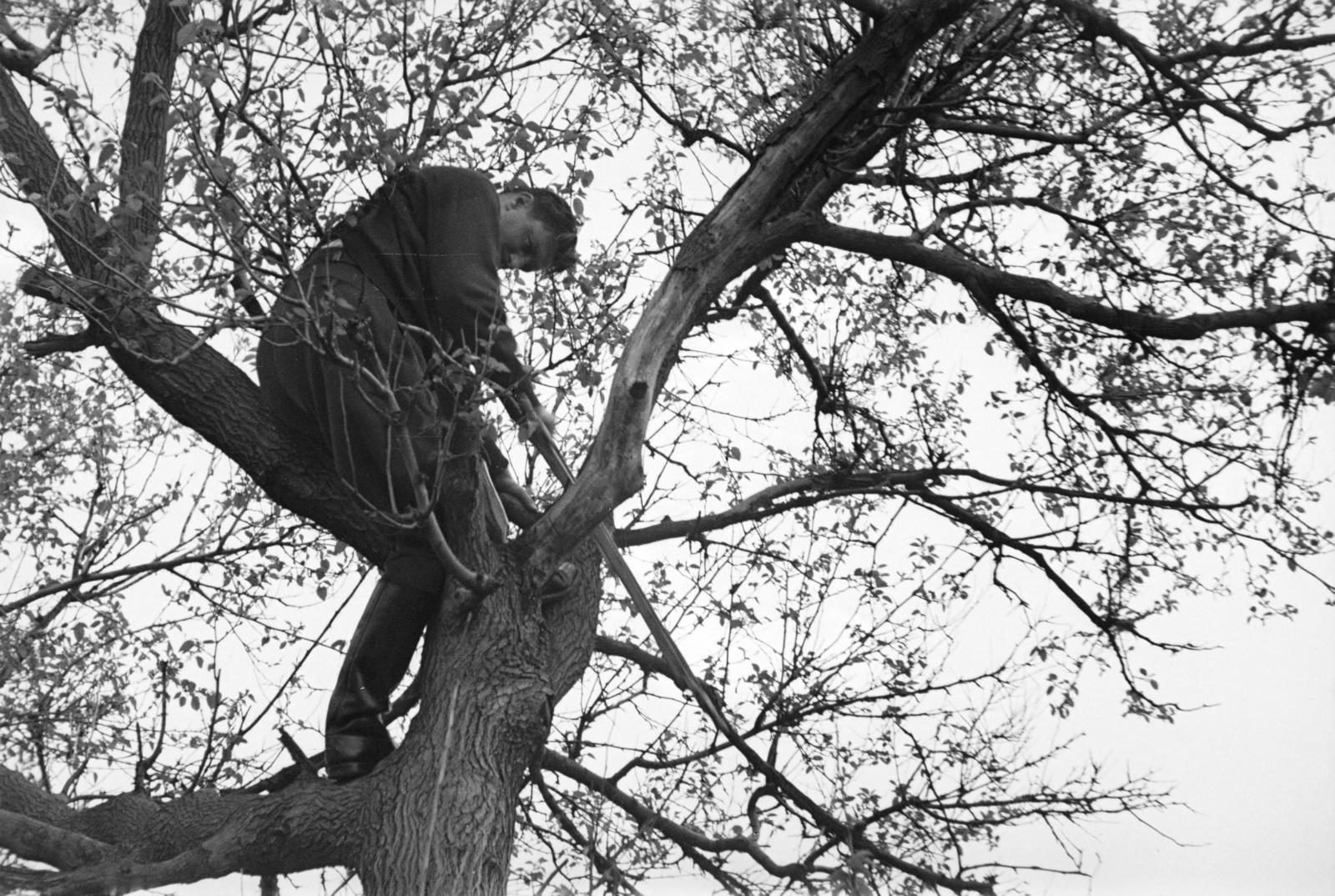 1952, BL, saw, sitting on a tree, Fortepan #218318