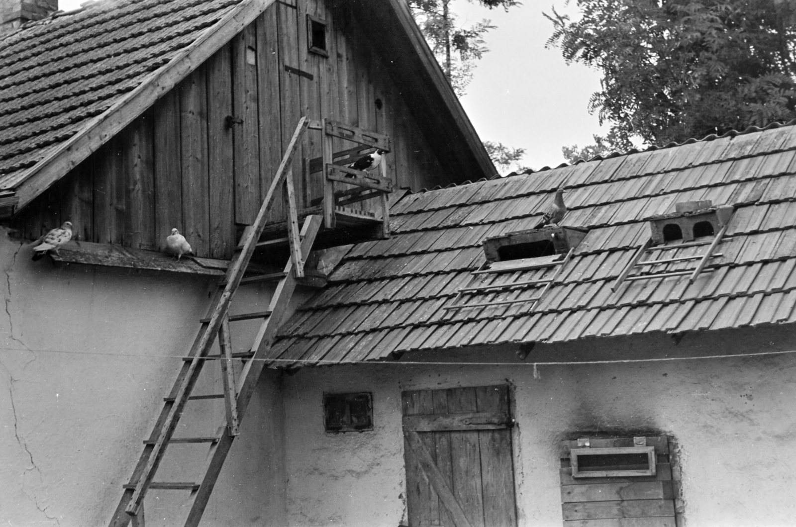 1955, Burszán Sándor, galamb, Fortepan #218500