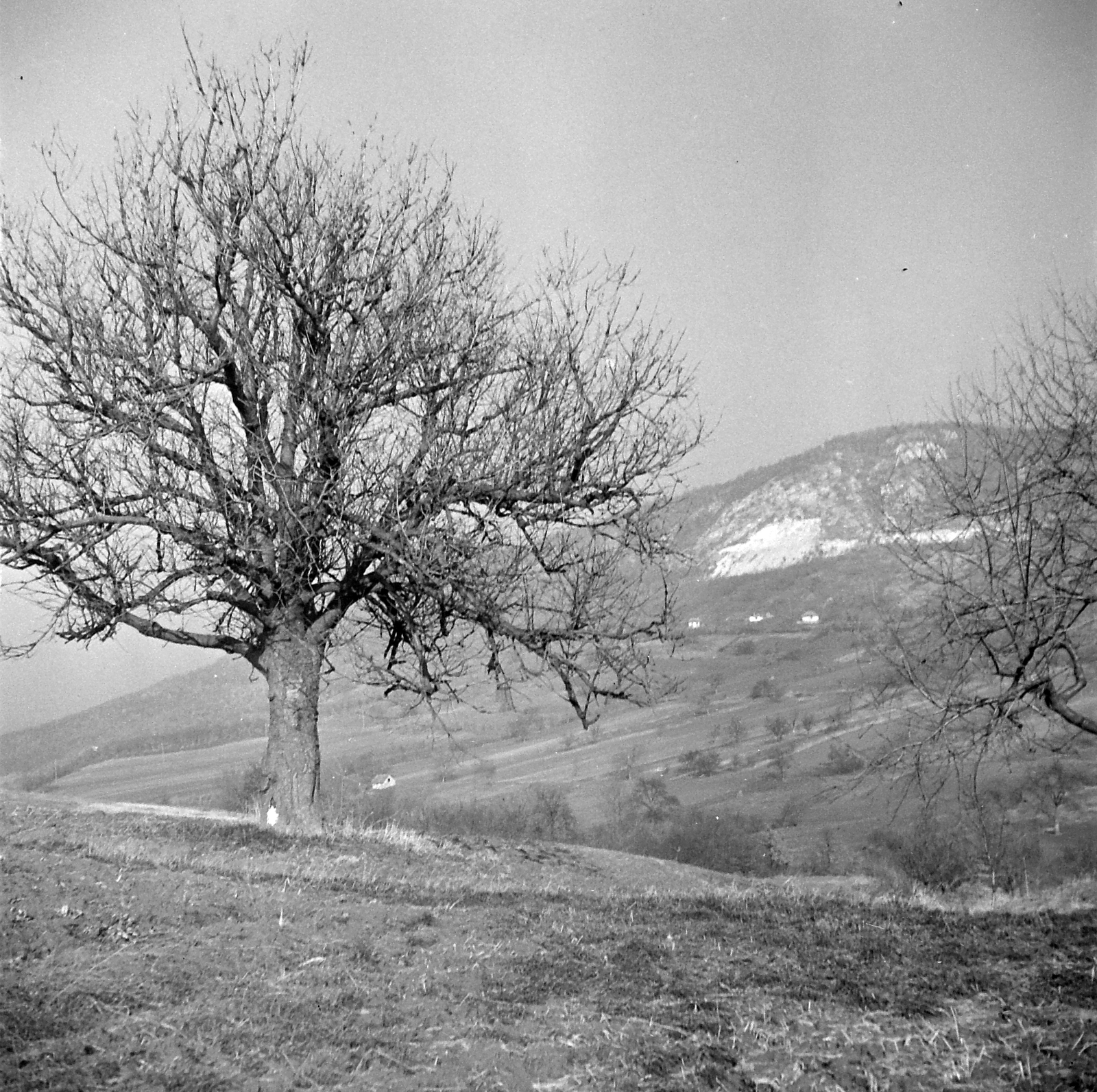 Magyarország, Kesztölc, jobbra a távolban a Kétágú-hegy., 1958, Kotnyek Antal, fa, hegy, hegyoldal, domb, Fortepan #21854