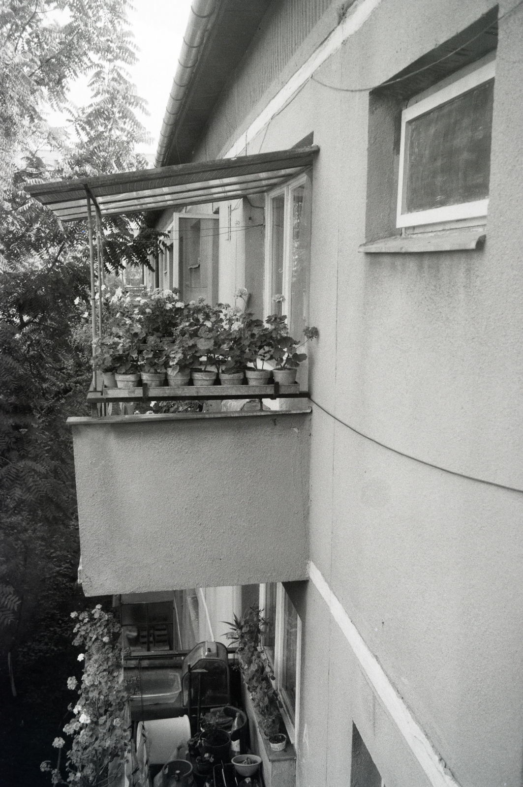 1968, Dőri András, flower, balcony, Fortepan #218718