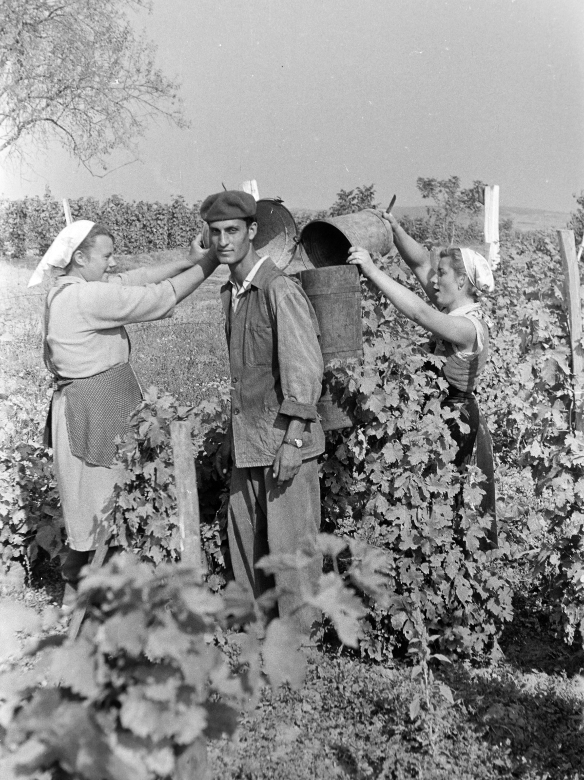 1961, Hunyady József, szüret, Fortepan #218922