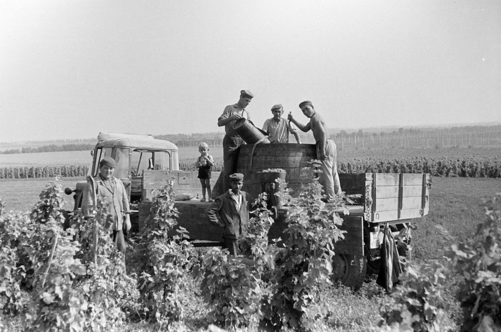 1961, Hunyady József, szüret, Fortepan #218923