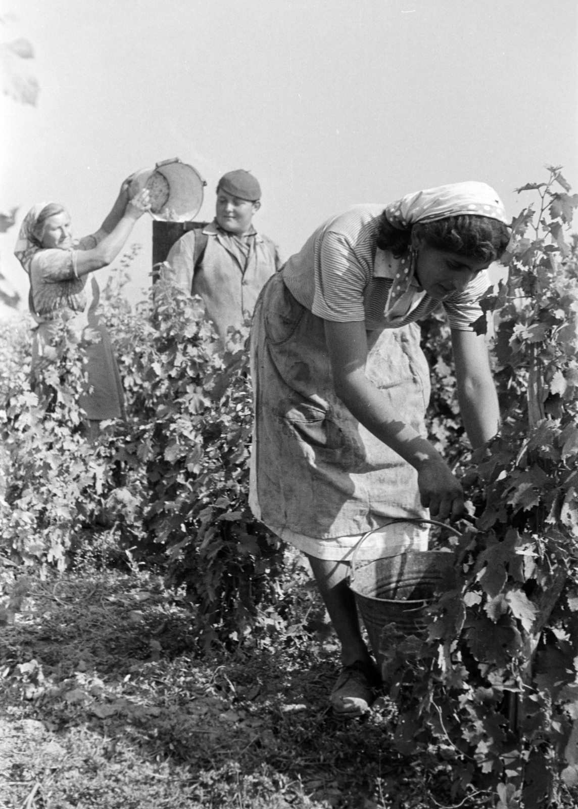1961, Hunyady József, szüret, Fortepan #218924