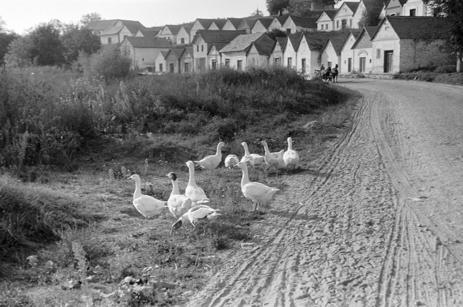 Magyarország, Villánykövesd, Petőfi utca, Pincesor., 1961, Hunyady József, pincesor, falu, baromfi, földút, Fortepan #218927