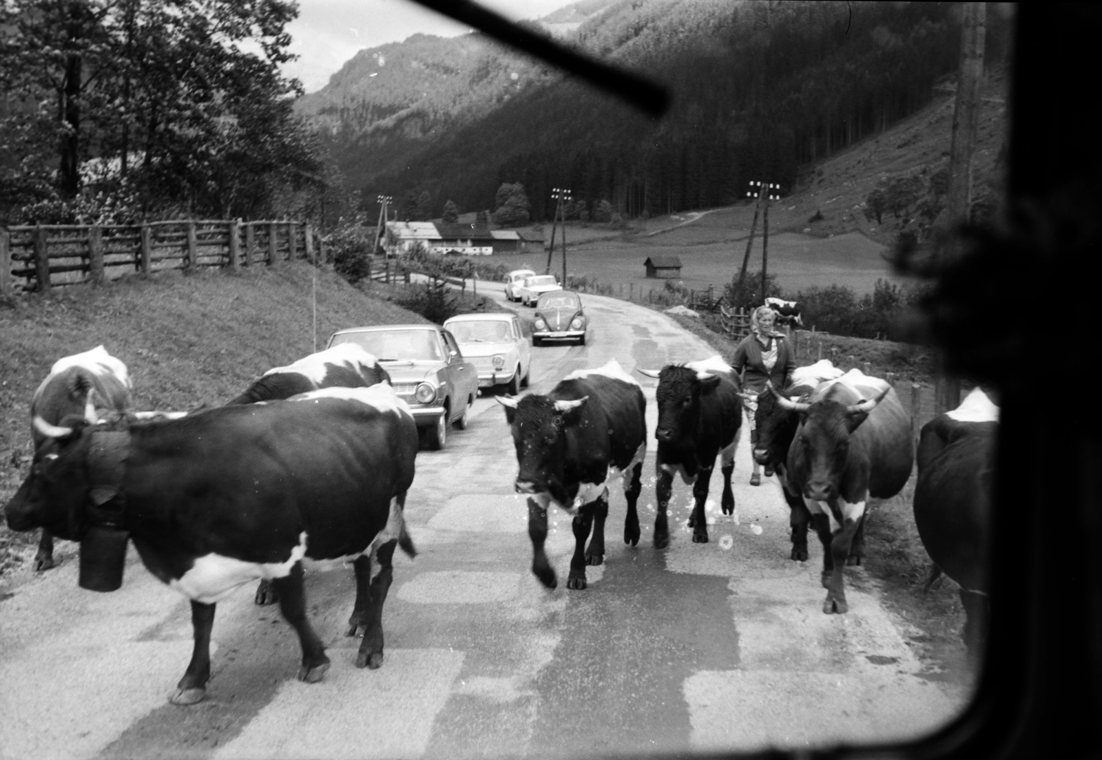 1966, Hunyady József, cattle, Fortepan #218960