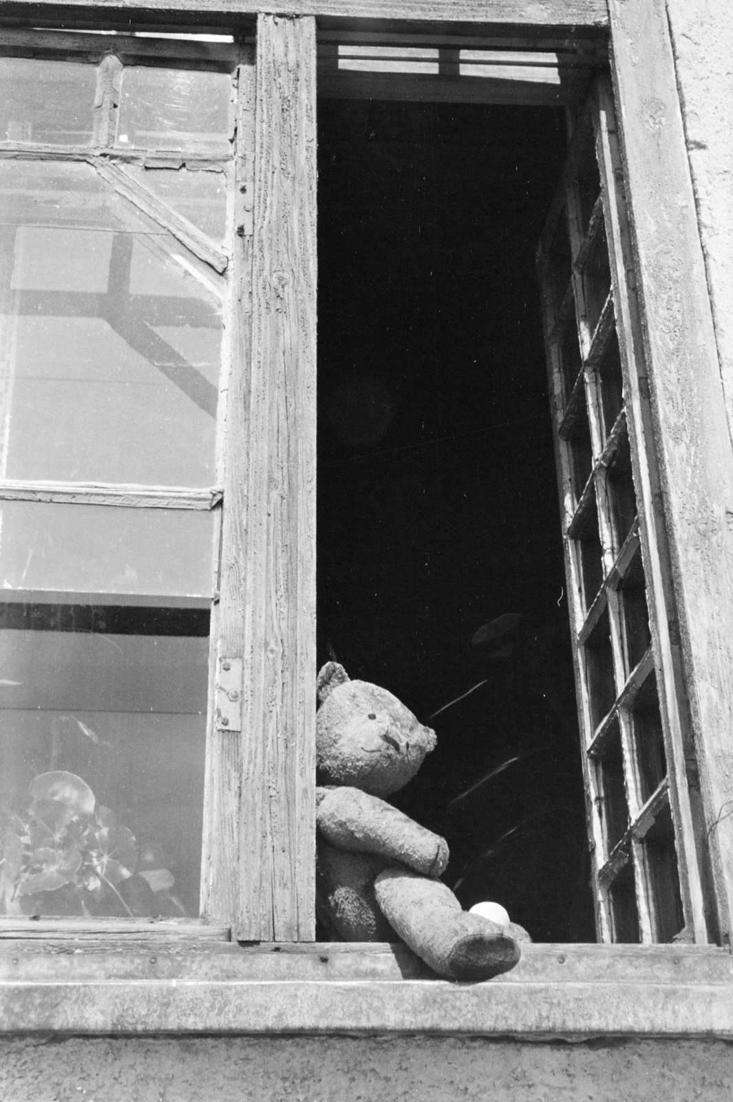1964, Krantz Károly, teddy bear, Fortepan #219206