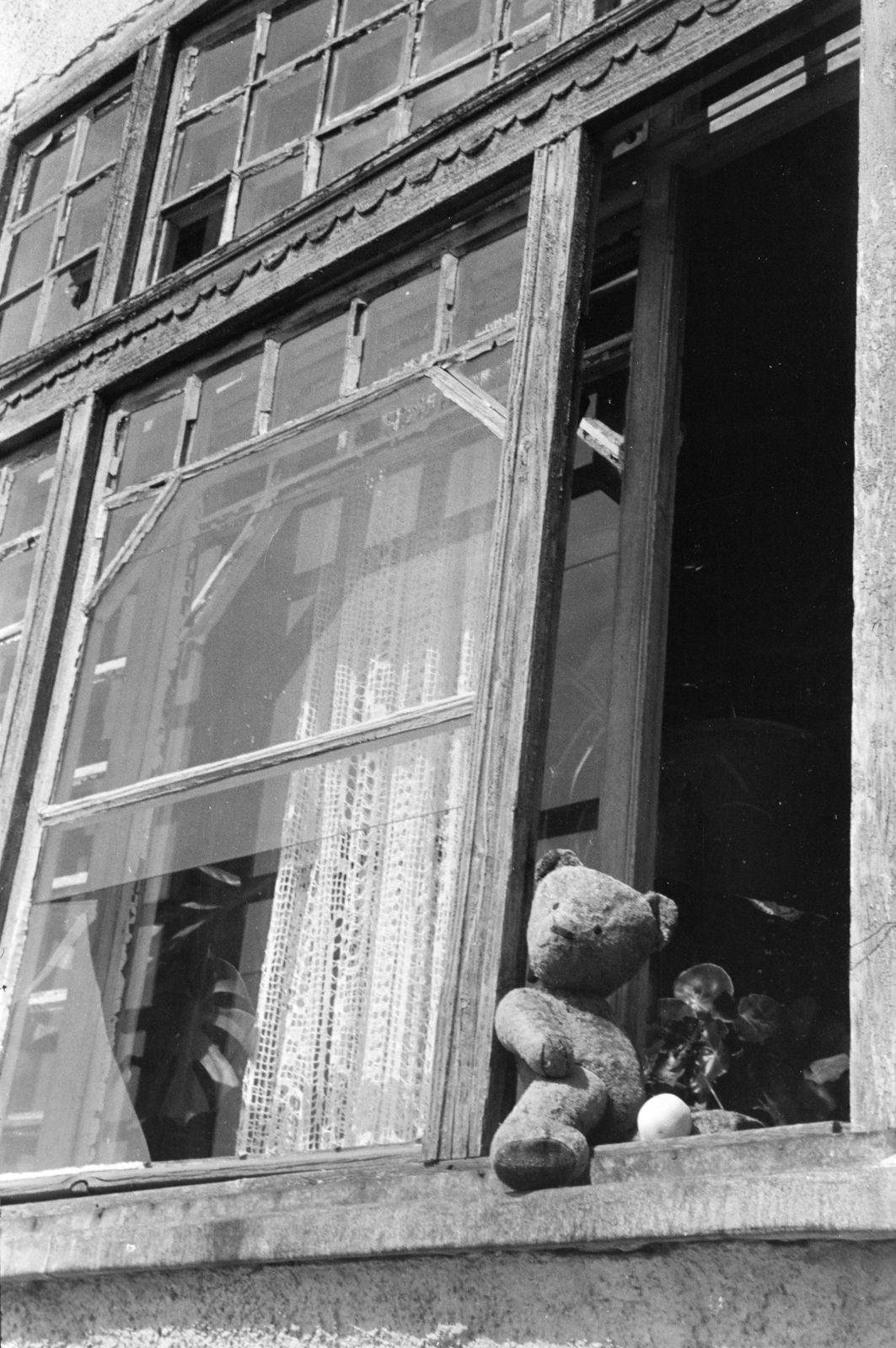 1964, Krantz Károly, teddy bear, Fortepan #219207