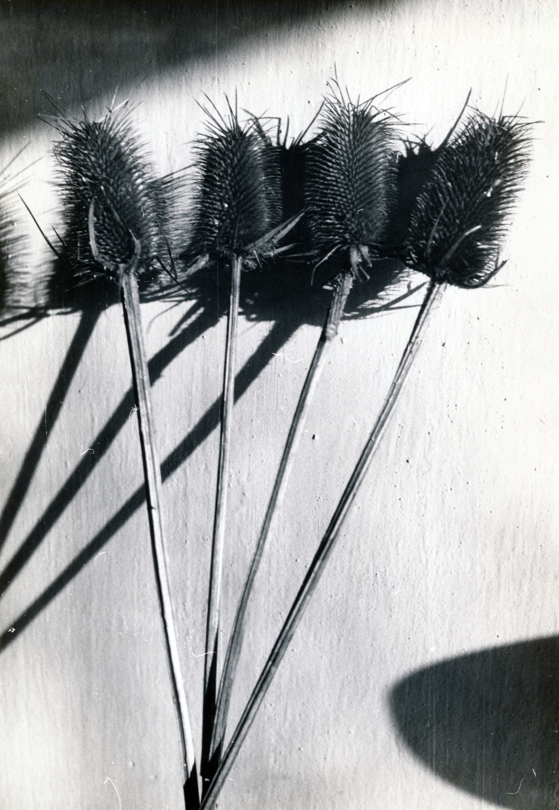 1952, Almássy László, Best of, still life, Fortepan #223030
