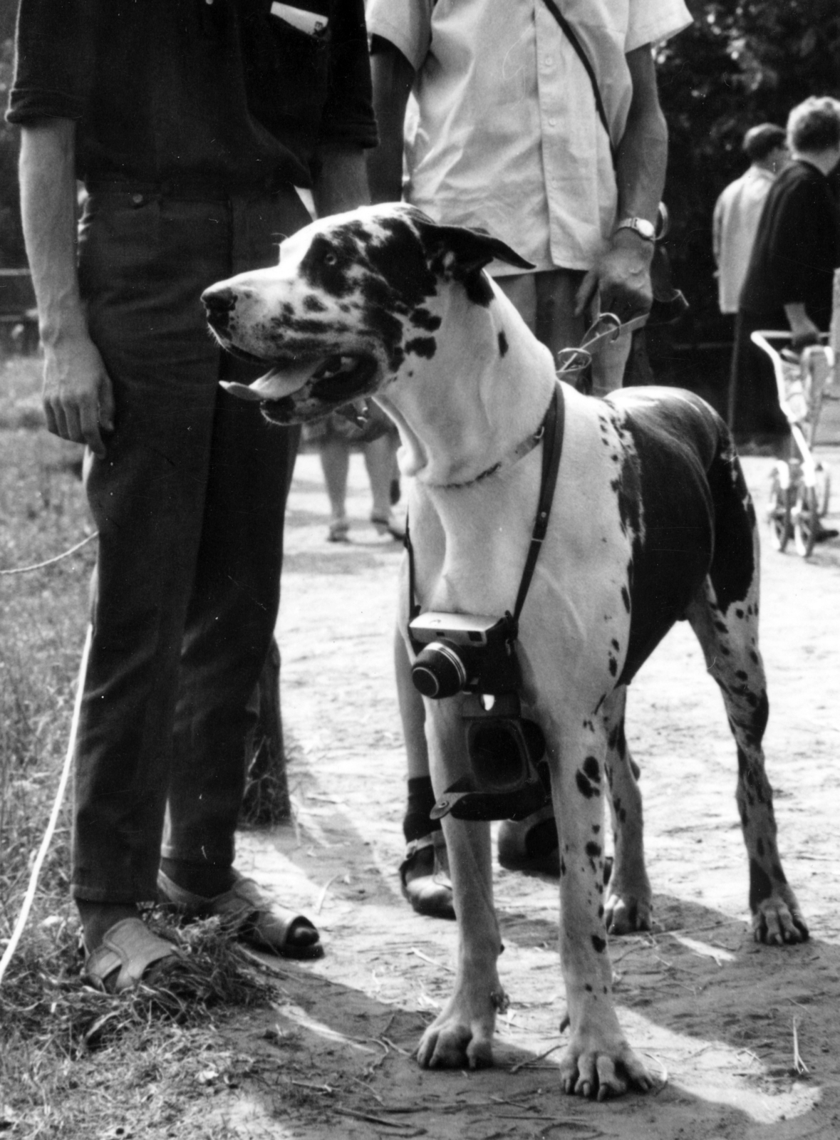 1967, Almássy László, socks and sandal, photography, dog, camera, Fortepan #223086