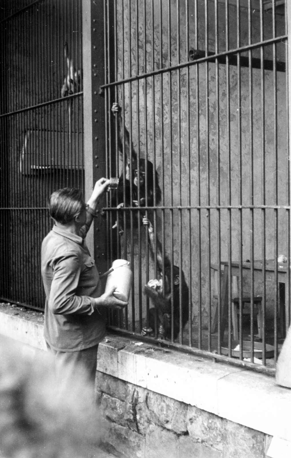 1963, Almássy László, kanna, etetés, állatgondozók, ketrec, majom, Fortepan #223108