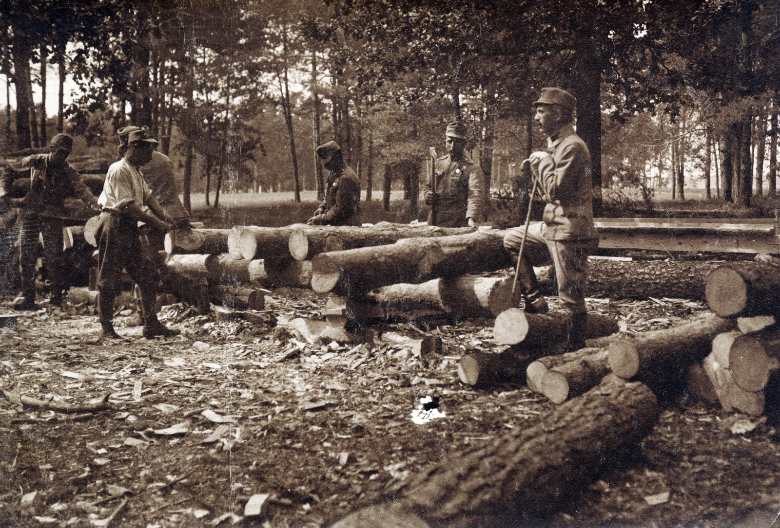 1915, Kellerné Alánt Andrea, axe, saw, trunk, Fortepan #223760