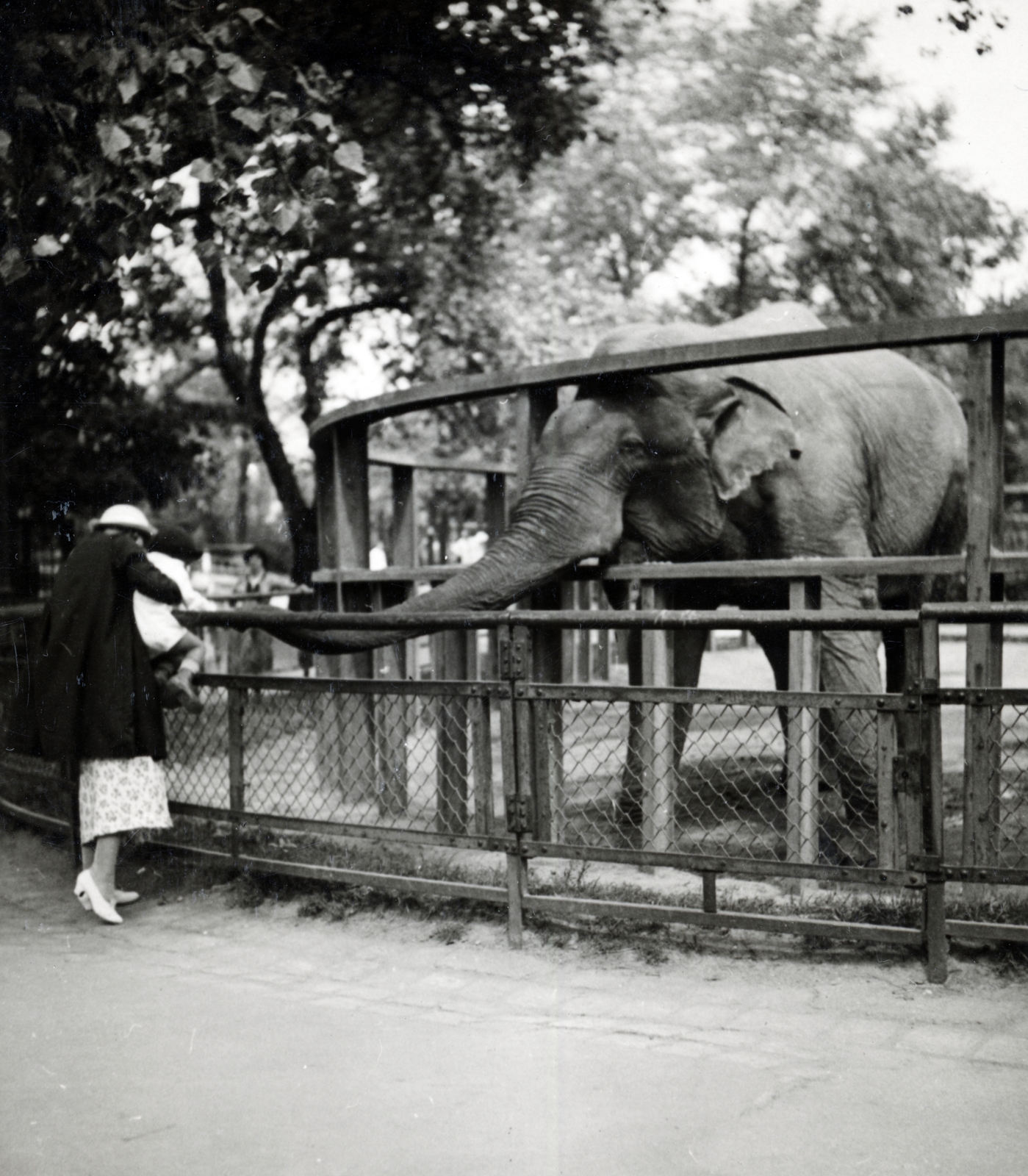 Hungary, Zoo, Budapest XIV., 1935, Kieselbach Tamás, feeding, elephant, zoo, Budapest, Fortepan #224240