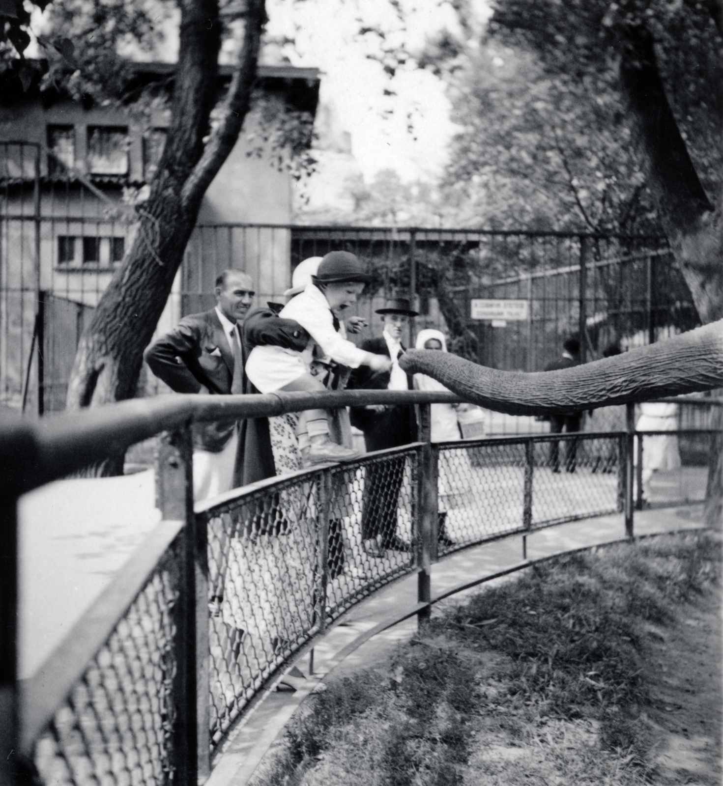 Magyarország, Városliget,Állatkert, Budapest XIV., 1935, Kieselbach Tamás, etetés, elefánt, állatkert, Budapest, Fortepan #224242