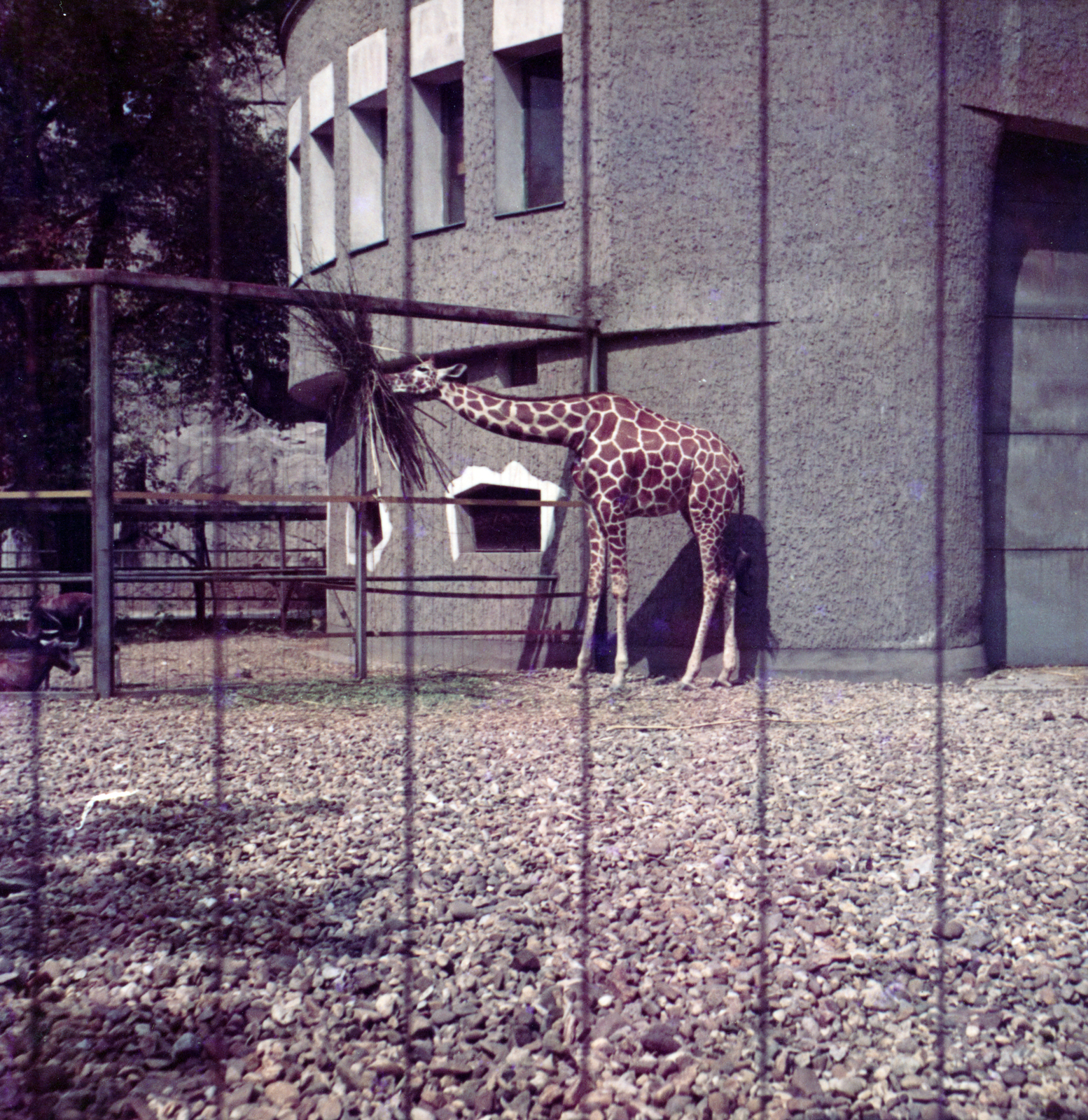 Hungary, Zoo, Budapest XIV., Zsiráfház., 1967, Horváth May László, colorful, zoo, giraffe, Budapest, Fortepan #224660