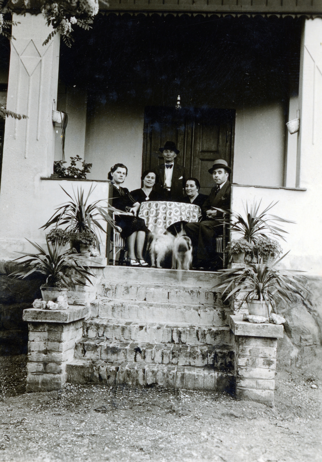 1939, Vincent Till Baumgartner, stairs, dog, companionship, Fortepan #225619