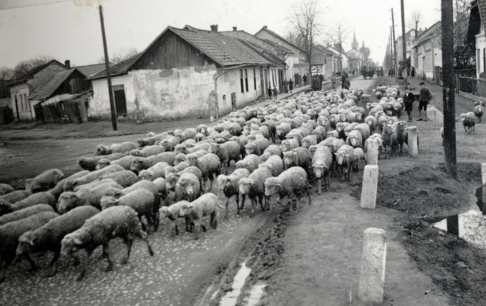 1939, Csonka Sándor, tap, herd, sheep, Fortepan #225692