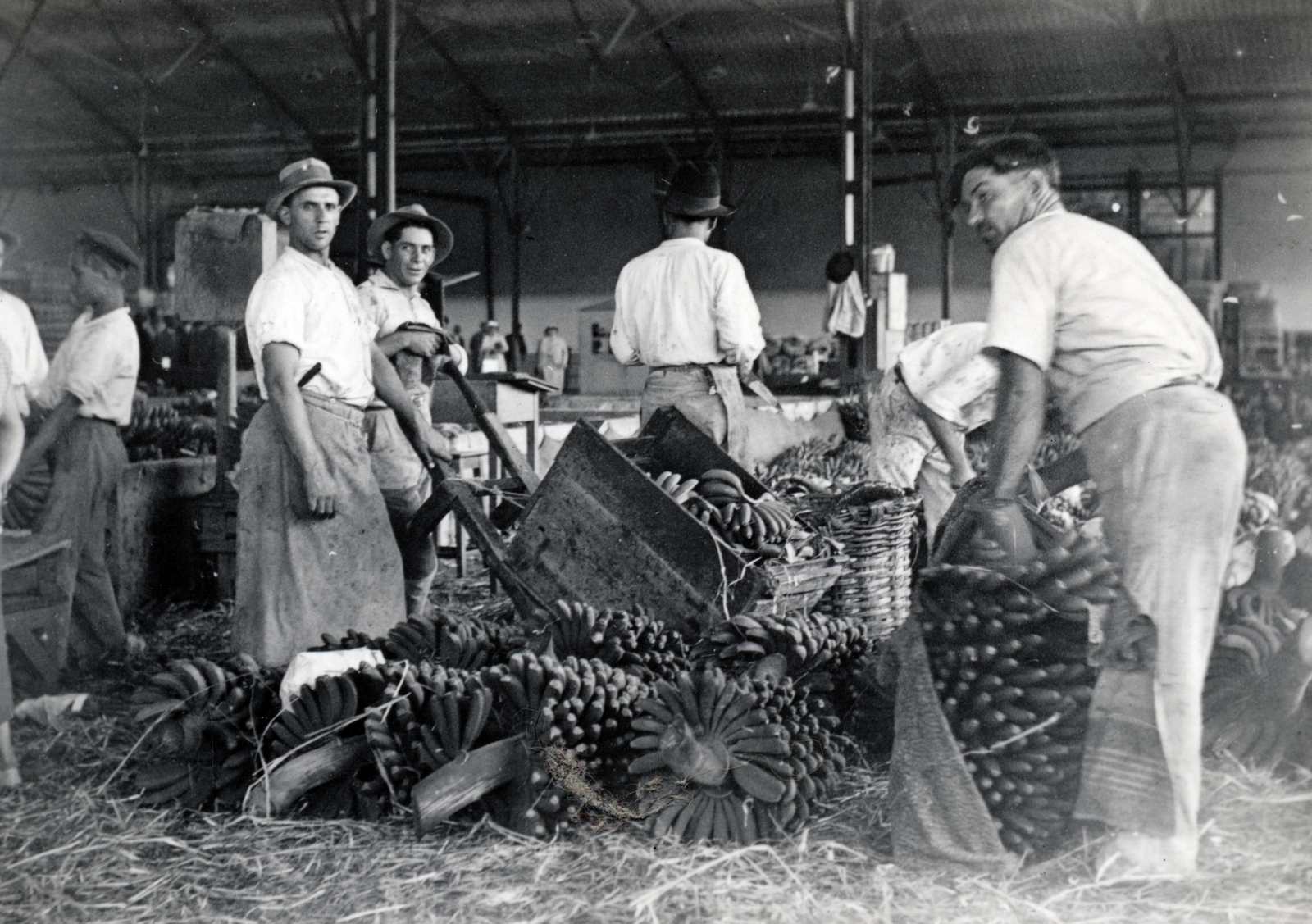 Spain,Canary Islands, banán csomagolása., 1936, Szántó Ildikó, banana, tableau, Fortepan #226161