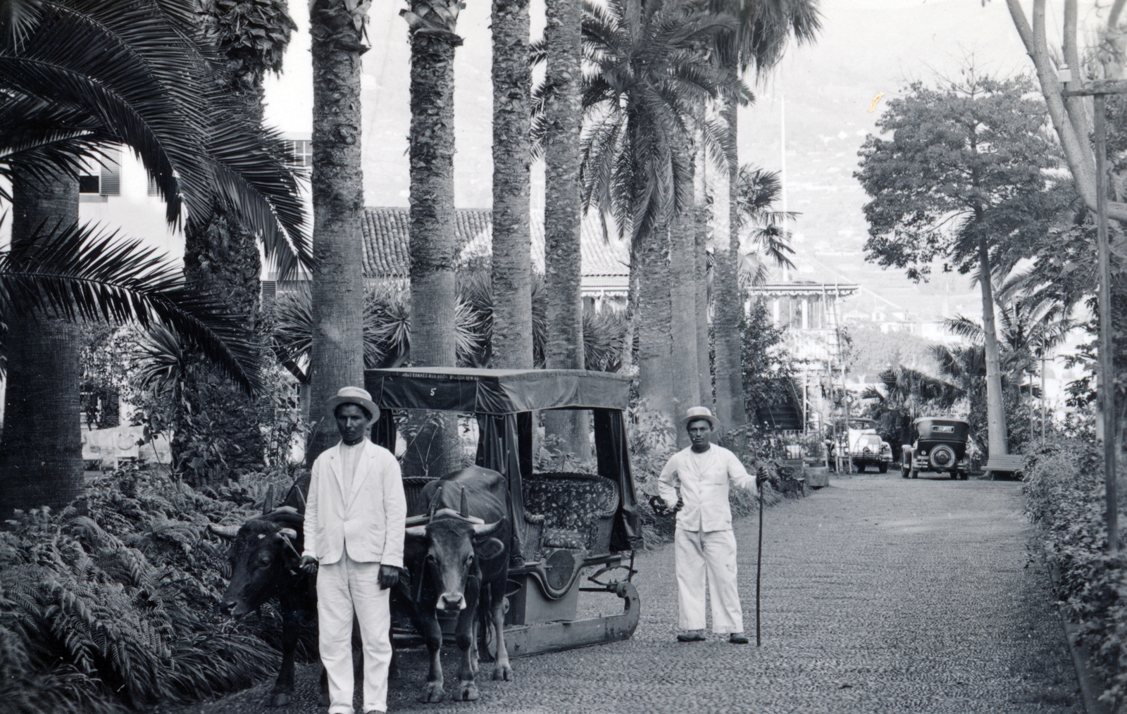 Portugália,Madeira-szigetek,Madeira, Funchal, fatalpú ökrös szán., 1936, Szántó Ildikó, pálmafa, szánkó, Fortepan #226165