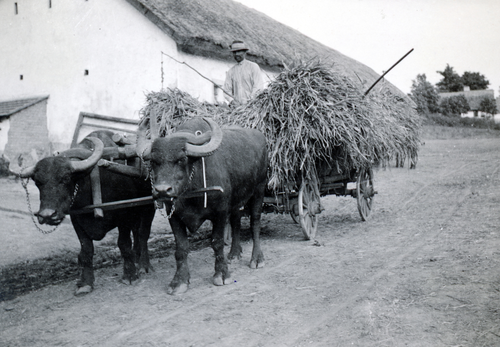 1935, Fóris Gábor / Vastagh Miklós hagyatéka, hackery, buffalo, Fortepan #226324