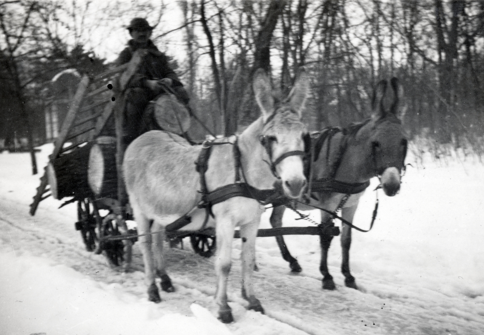 Magyarország,Balaton, Keszthely, a felvétel a Helikon parkban készült, balra a háttérben a Helikon emlékmű látható., 1929, Fóris Gábor / Vastagh Miklós hagyatéka, szekér, farönk, szamár, tél, létra, Fortepan #226373