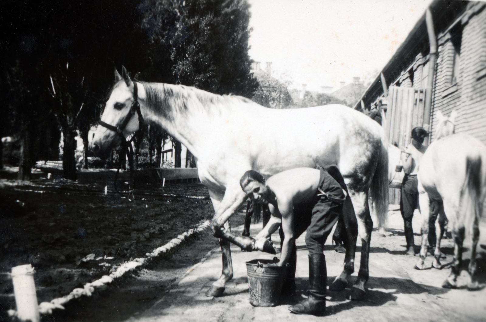 1939, Fóris Gábor / Vastagh Miklós hagyatéka, horse, Fortepan #226408