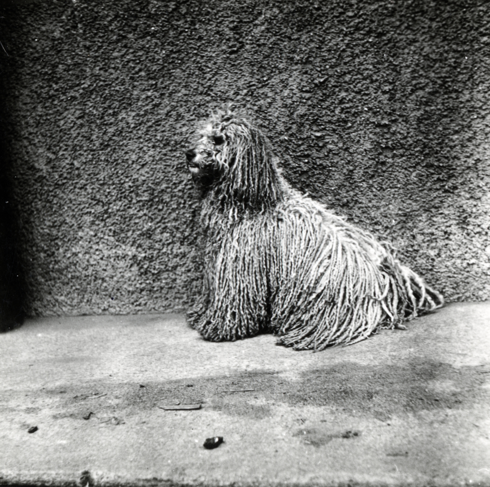 1936, Fóris Gábor / Vastagh Miklós hagyatéka, portrait, dog, Fortepan #226487