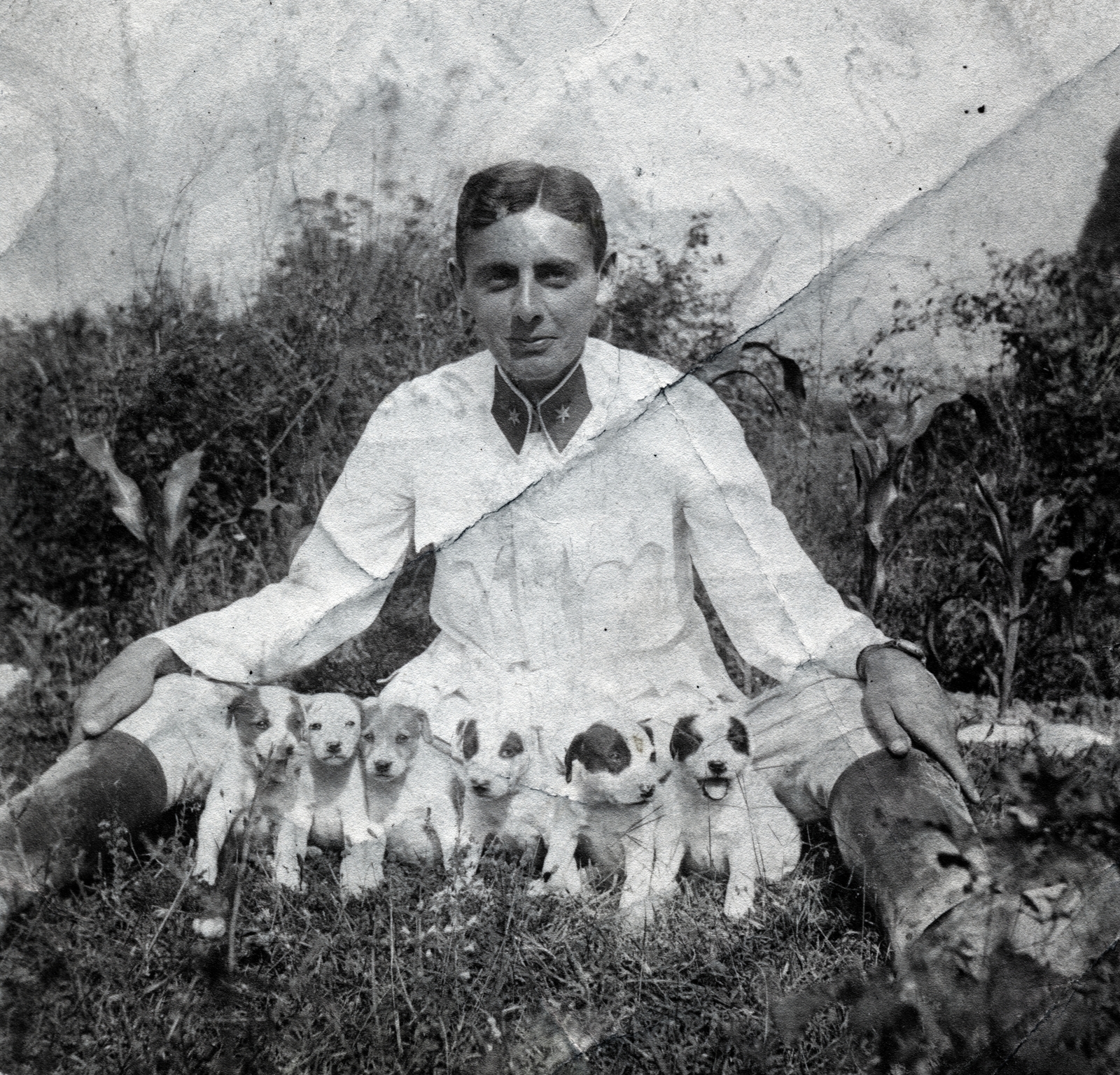 1916, Kornis Panni, dog, wide sitting, Fortepan #226544