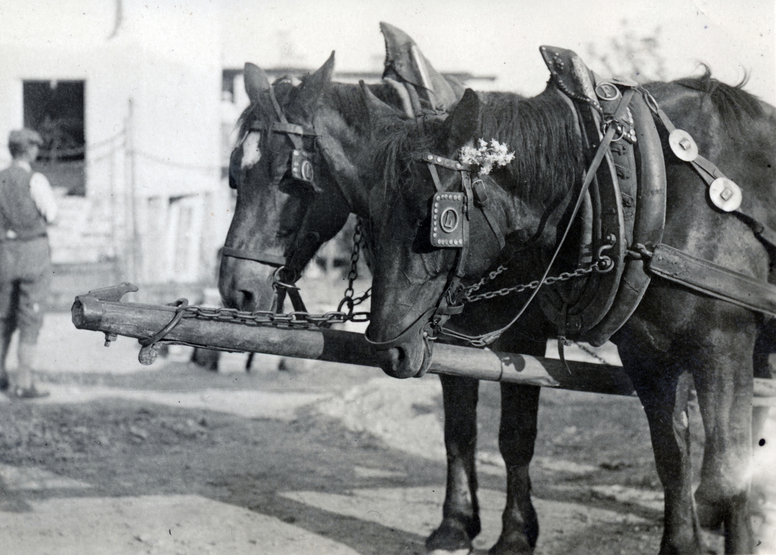 1933, Alföldy Mari, horse, chariot, Fortepan #226629