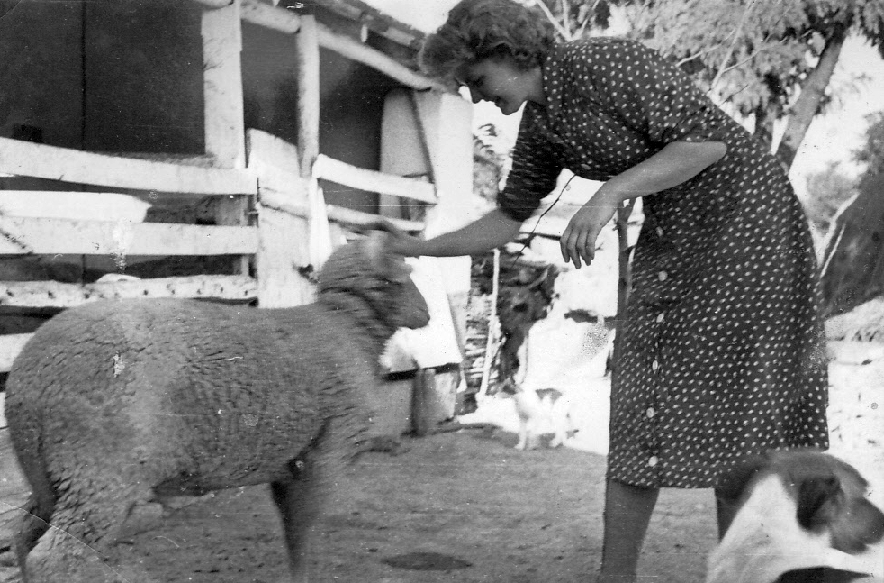 1958, Tóth Luca Réka, dog, sheep, Fortepan #22693